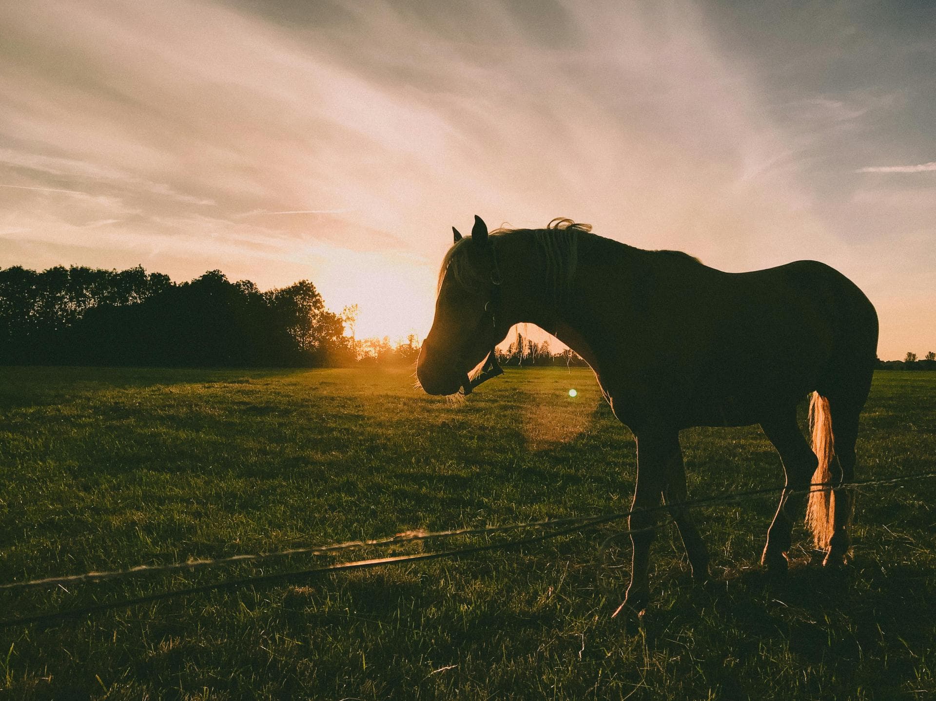 Best Vets in Odenton