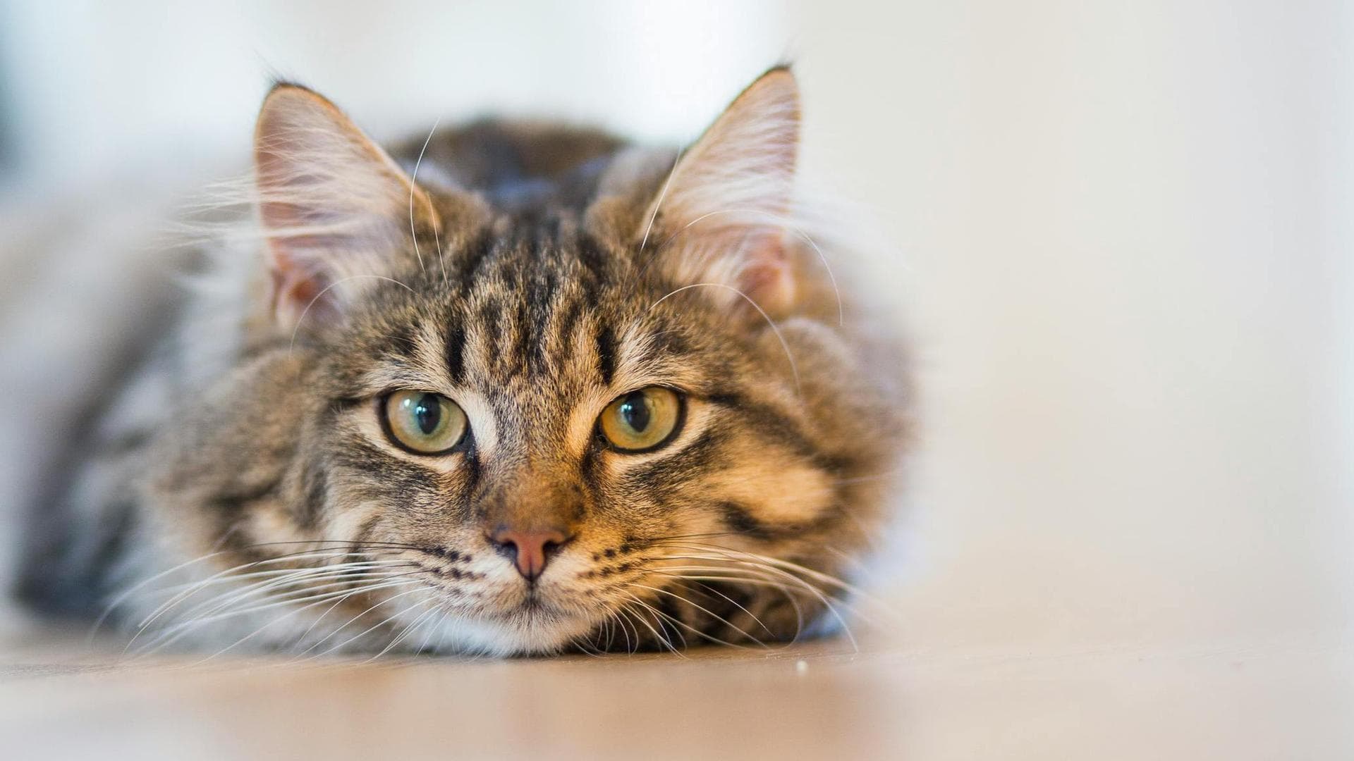 Dog & Cat Vets in Burtonsville