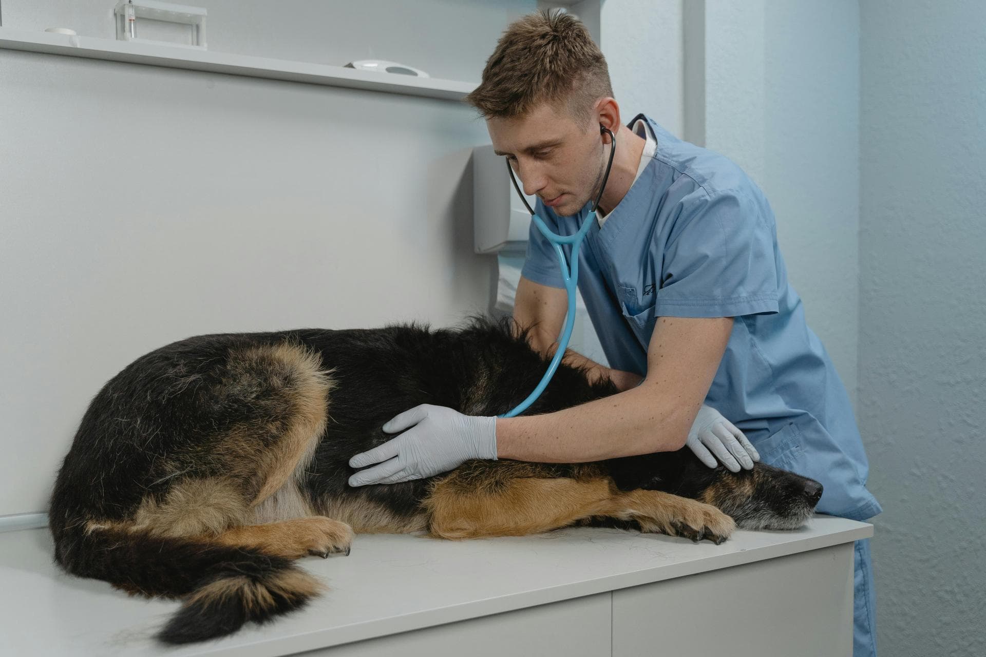 Best Vets in Accident