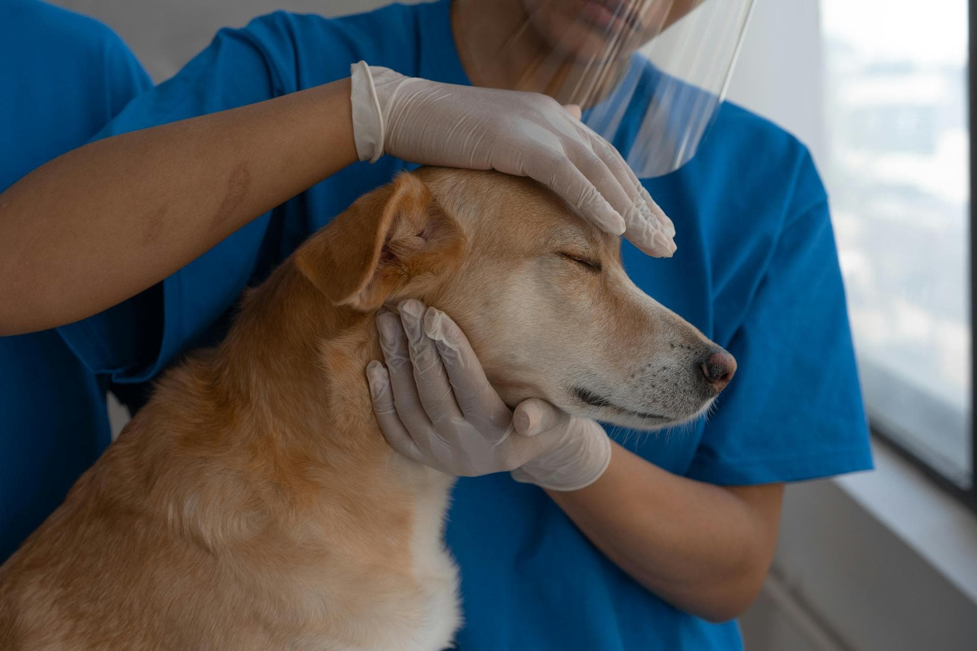 Dog & Cat Vets in Gambrills